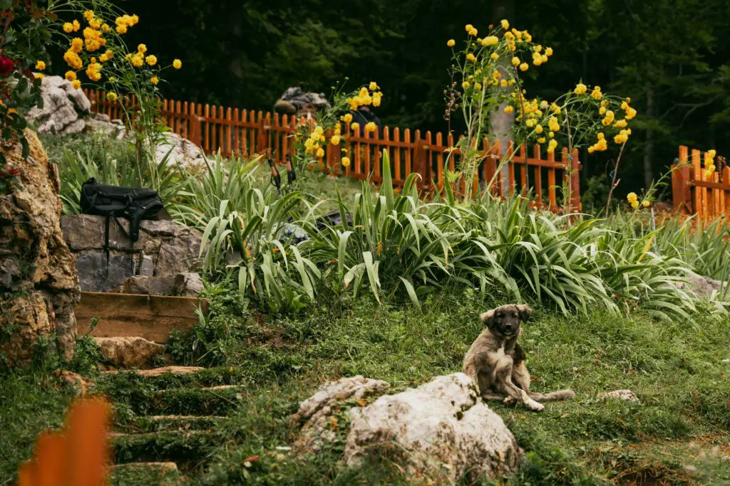 Chiot mignon in Albanië - Balkan Trail - wandelen