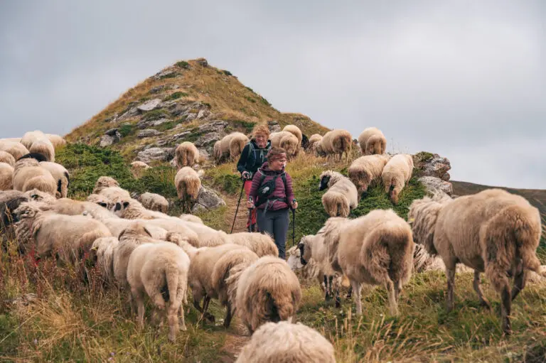 Troupeau de moutons dans les Balkans