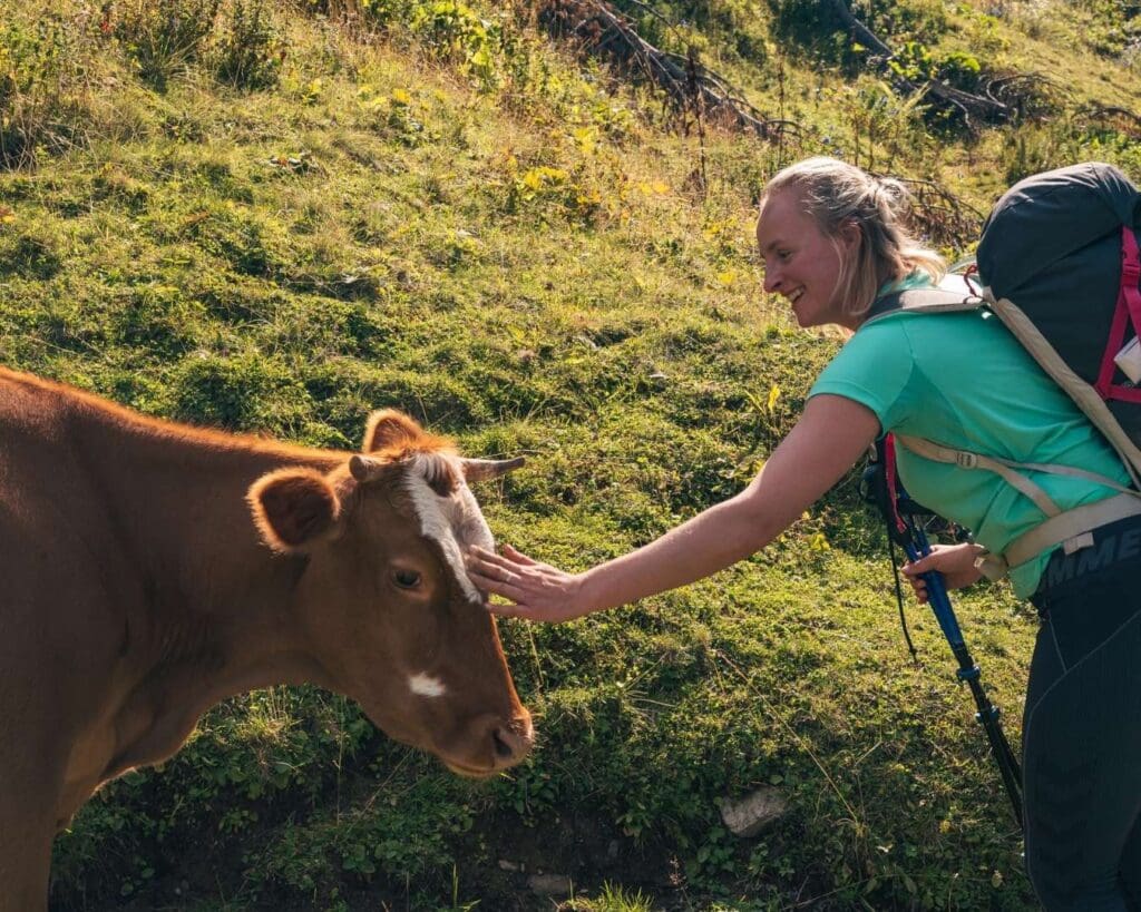 Wandelaar en koe in de Balkan in Albanië met Travelbase