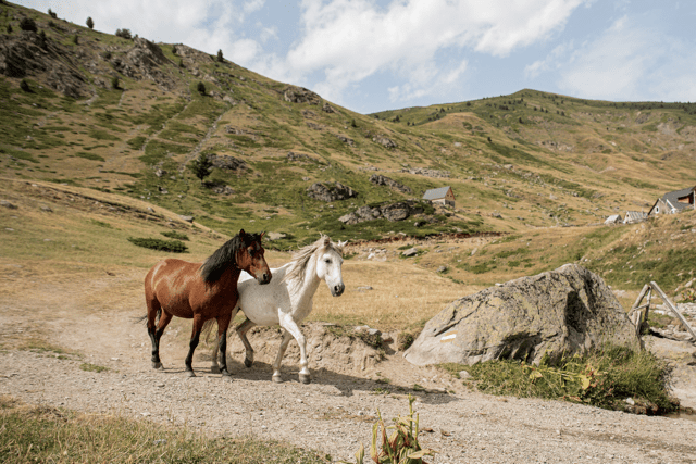 Twee paarden in Albanië tijdens de trektocht - Balkan Trail van Travelbase