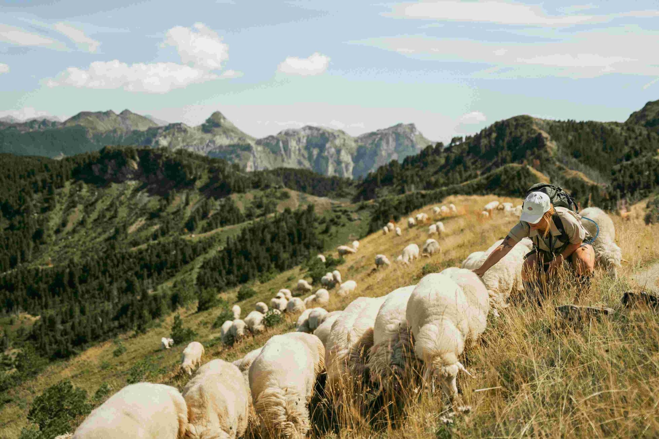 Wandelaar dicht bij schapen op de pieken van de Balkan - Balkan Trail