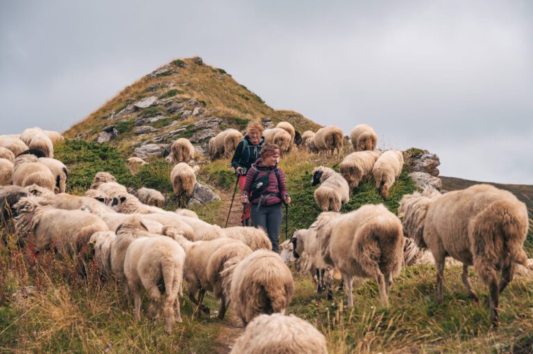Troupeau de mouton dans les Balkans